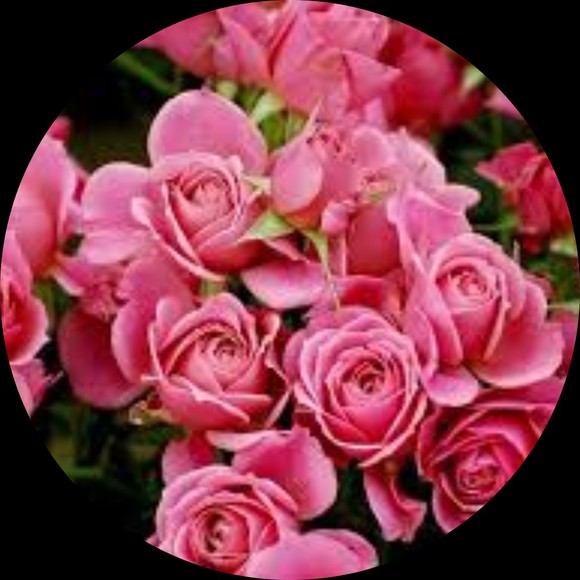 pinkroses007